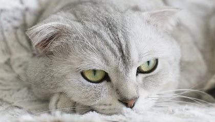 九游app下载中心-莱加内斯主场0-3不敌皇家马德里，遭遇失利，莱加内斯球员名单