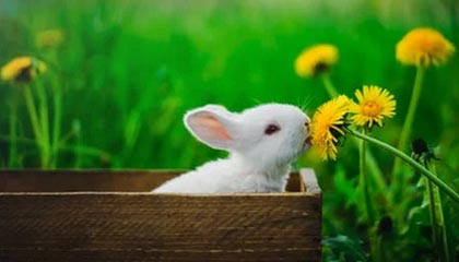 九游网页版入口-安徽鲨鱼客场负于广东勇士队，战绩有所下滑，安徽鲨鱼科技有限公司