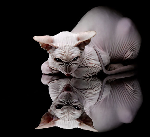 “智慧裁判”系统在青少年比赛中试点,提升判罚公正性,智慧审判系统