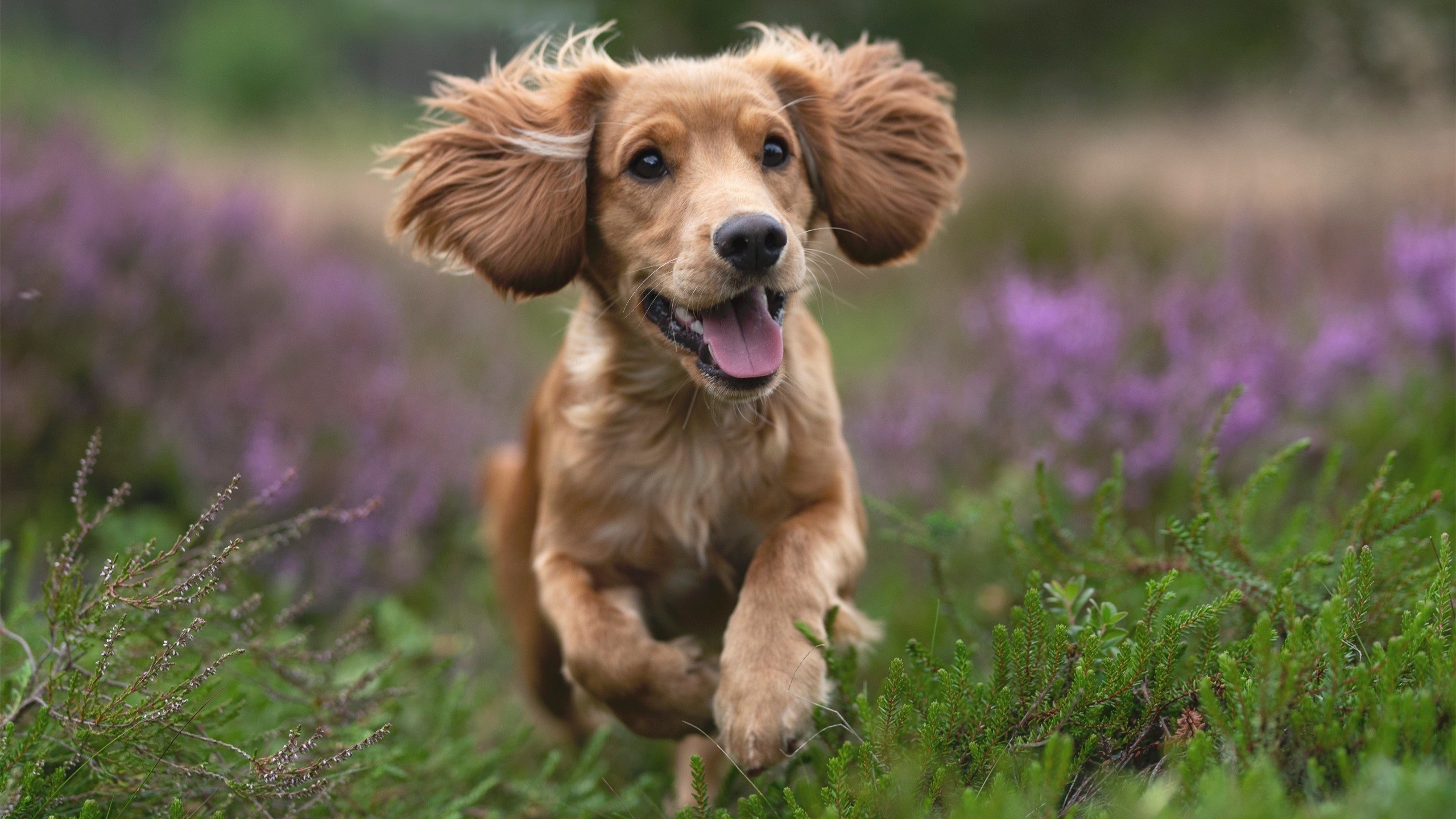 “智慧裁判”系统在青少年比赛中试点,提升判罚公正性,智慧审判系统