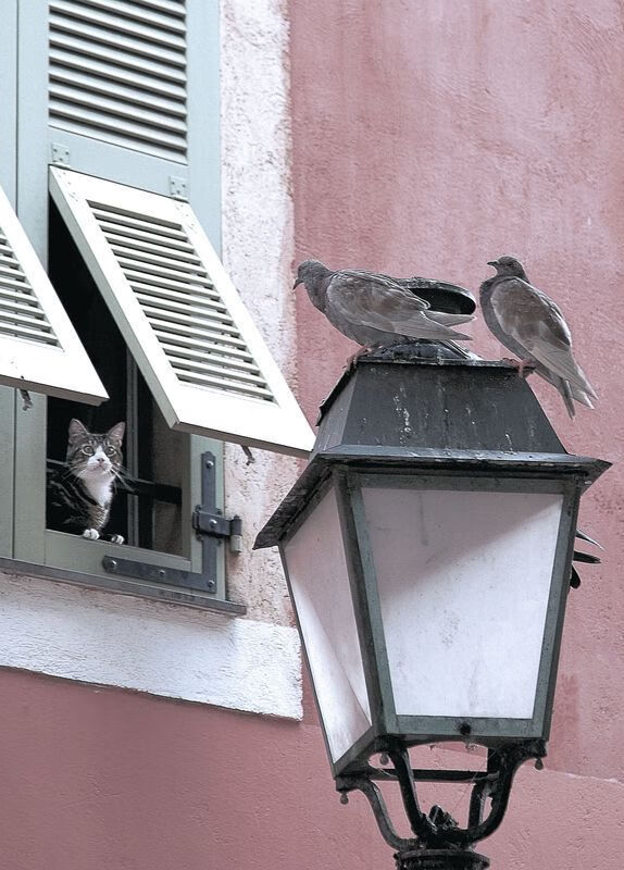 克罗地亚马术协会与美洲马术协会合作，举办国际马术交流活动，促进文化互鉴。