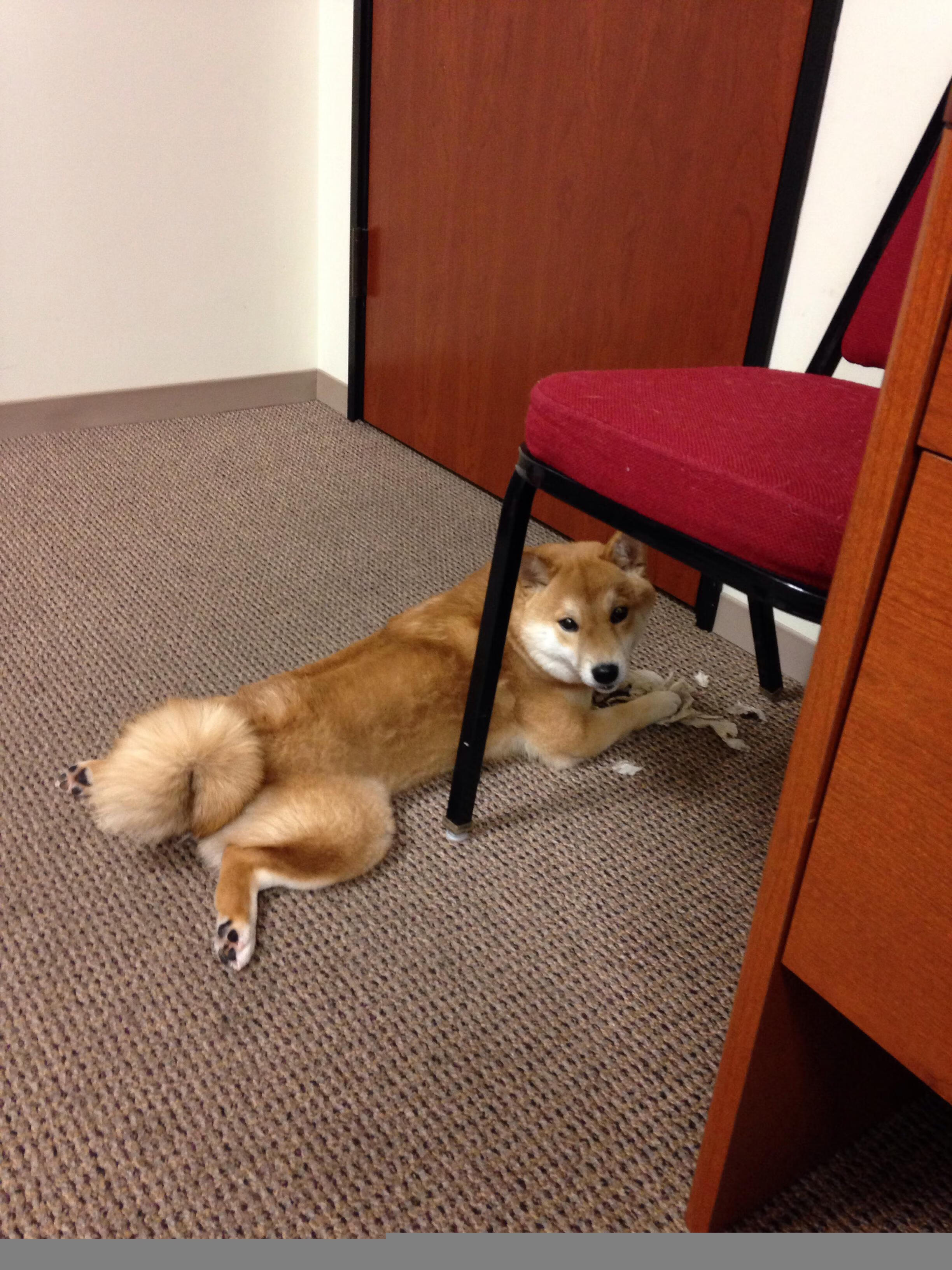 史上最“豪门对决”：欧洲巨头的巅峰对抗，欧洲足球豪门联盟