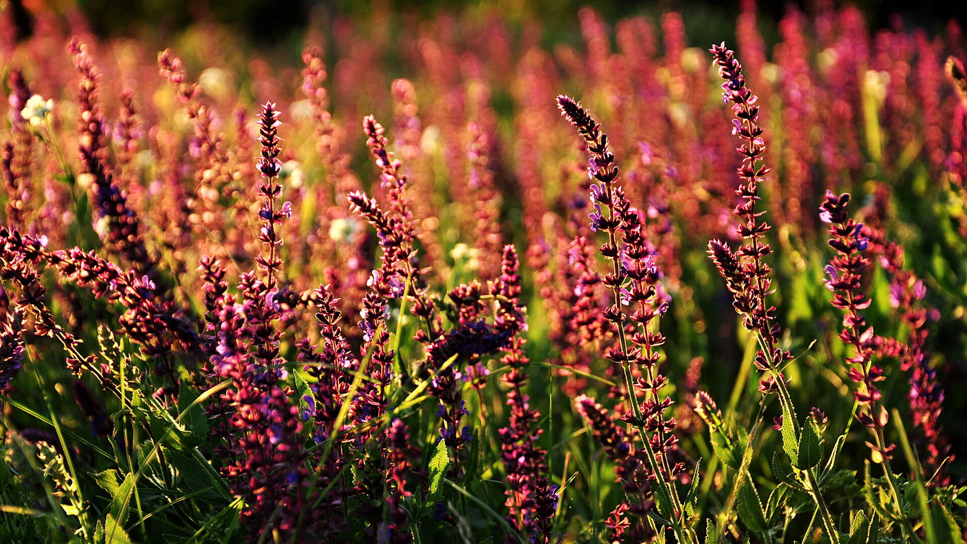 JiuyouAPP下载-国际赛事背后的合作与竞争关系，国际赛事背后的合作与竞争关系有哪些