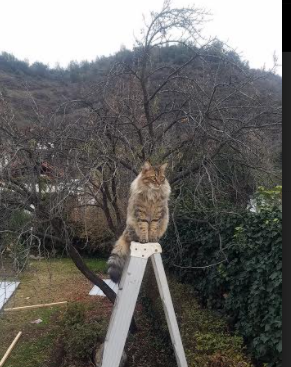 九游网页版官网-德甲实现数字化管理，优化俱乐部运营，德甲俱乐部收入