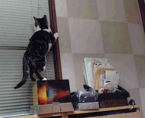 统计数据显示,哪些球队防守最稳?,防守能力最强的球员