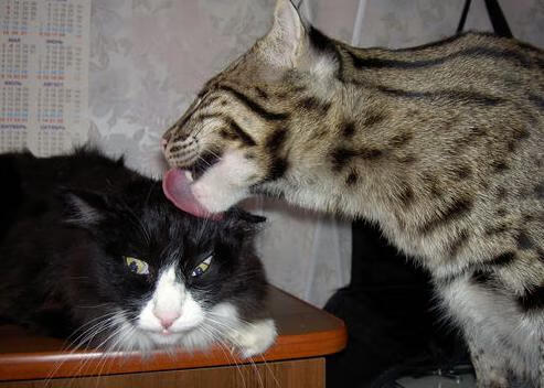 青少年篮球比赛“百城万户”行动全面展开,青少年篮球大赛