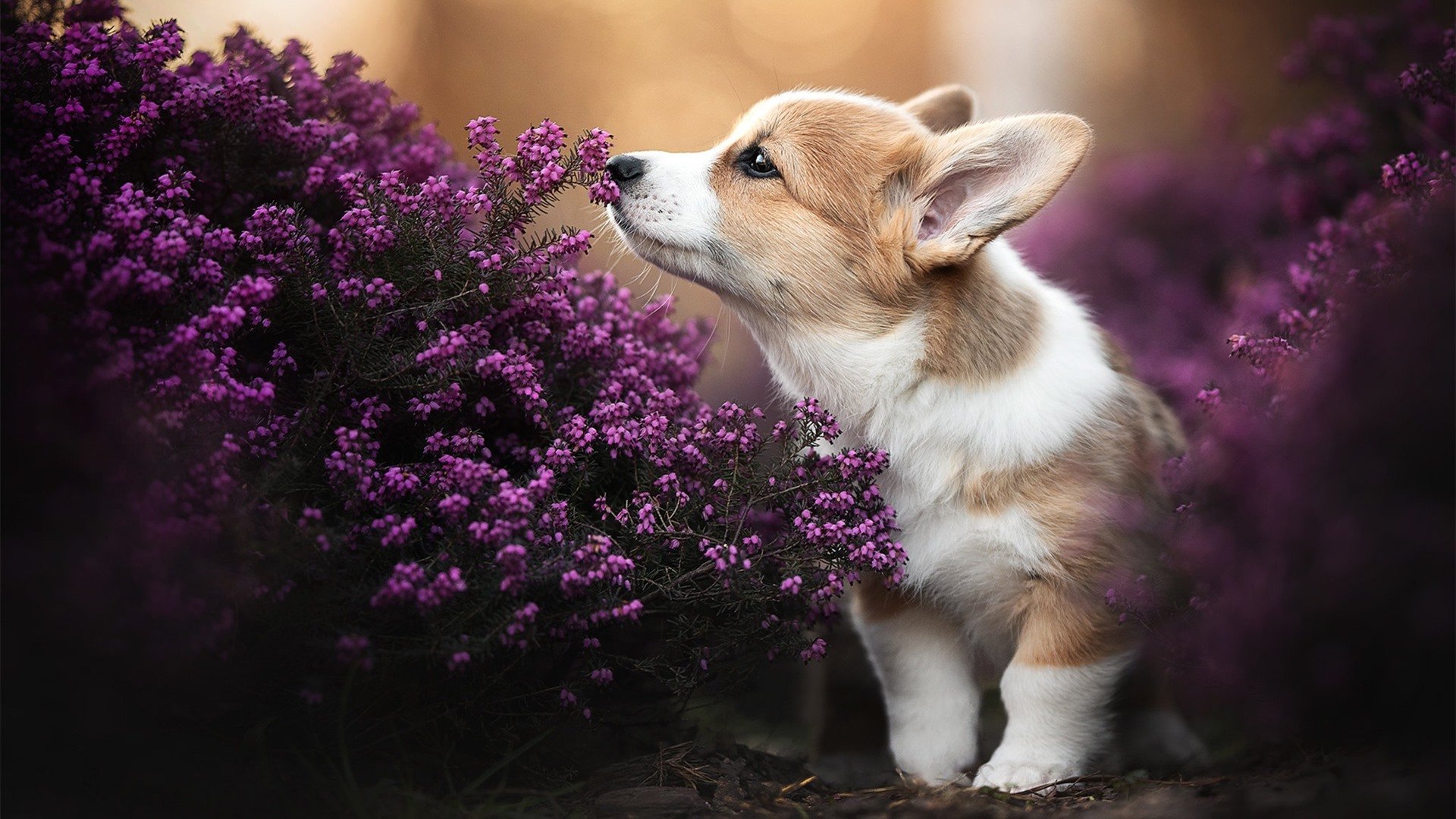 JIUYOU GAMING-NBA与迪士尼、亚马逊、NBC谈判新转播协议，金额达760亿美元