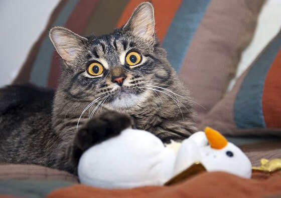 九游娱乐官网 (jiuyou)-中国羽毛球队备战全英公开赛，羽毛球全英赛官网