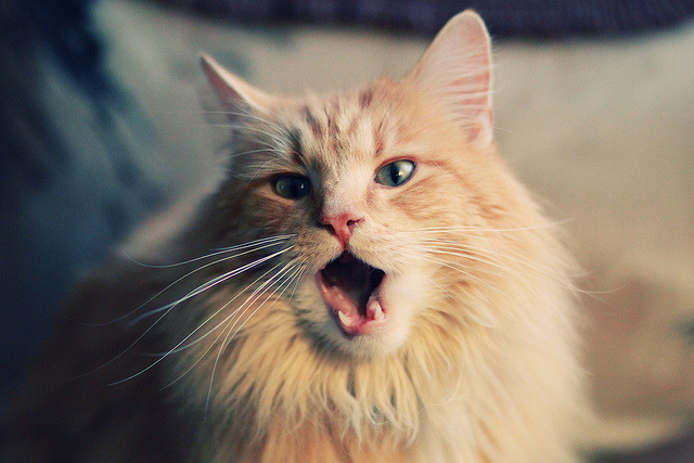 切尔西3-0莱斯特城，进攻端火力全开，切尔西vs莱切斯特谁赢了