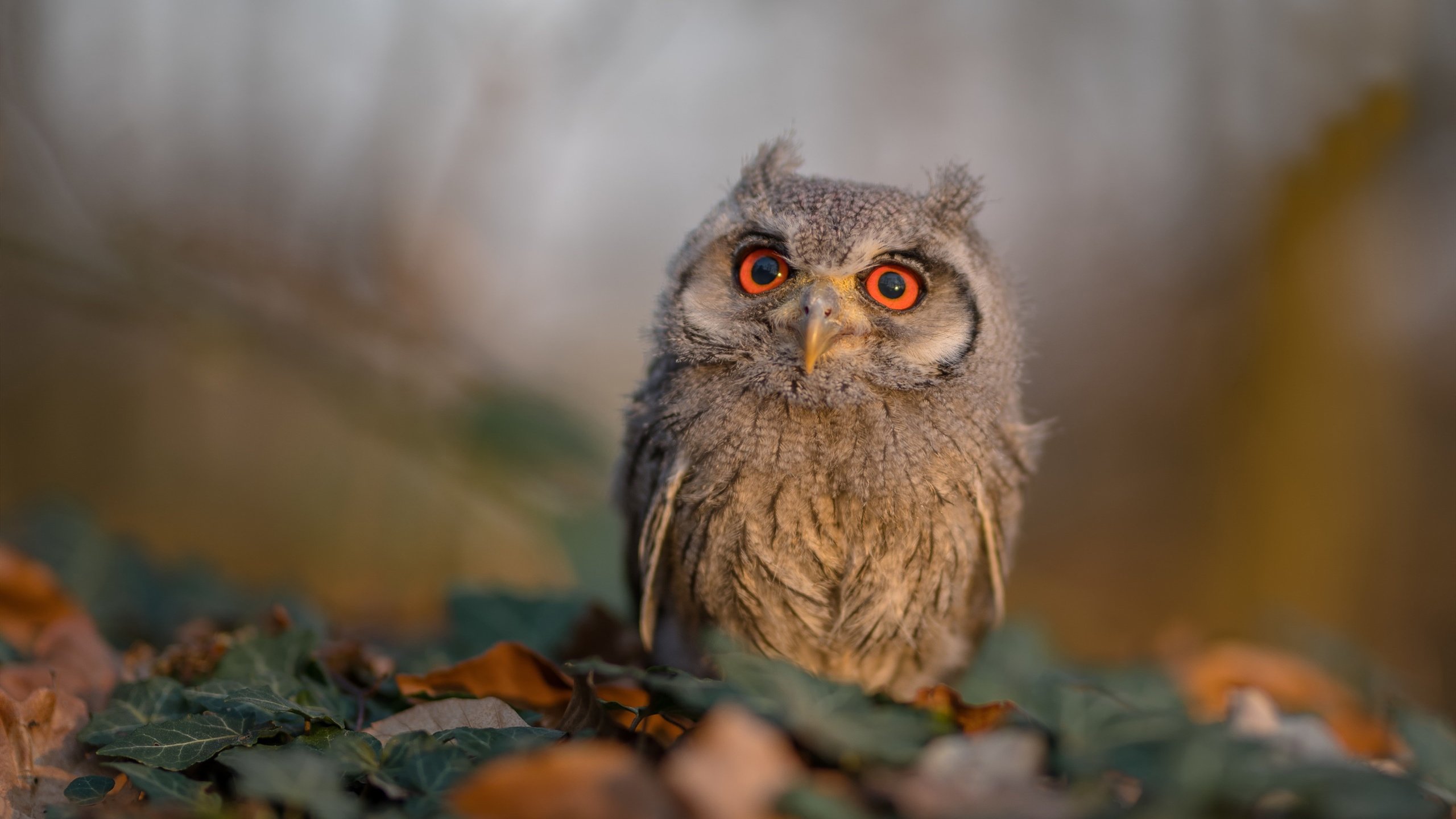 九游电脑版-利物浦队员两黄变一红影响球队战绩，利物浦二客