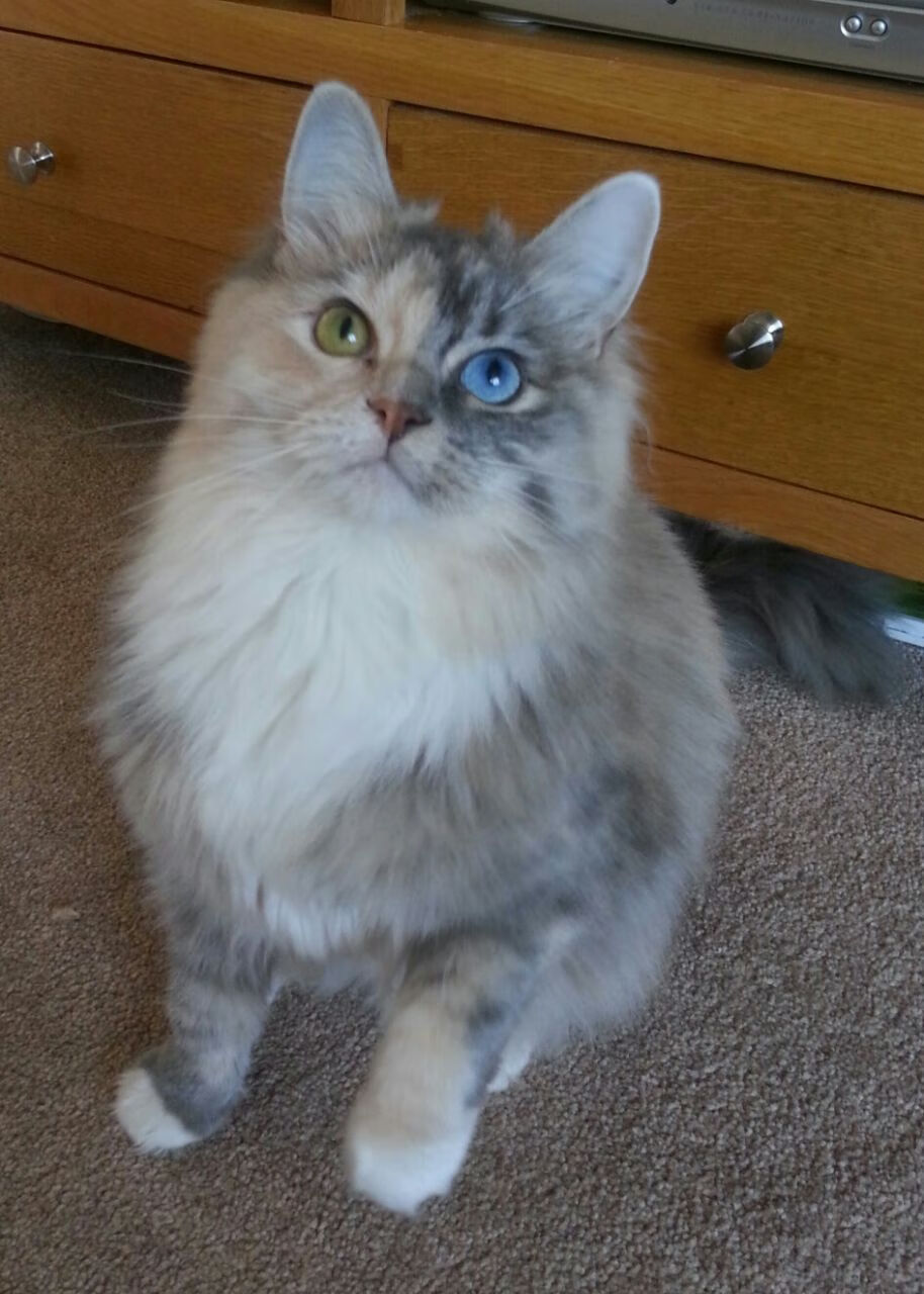 尤文图斯前锋连续两场破门,助球队保持连胜,尤文图斯前锋是谁