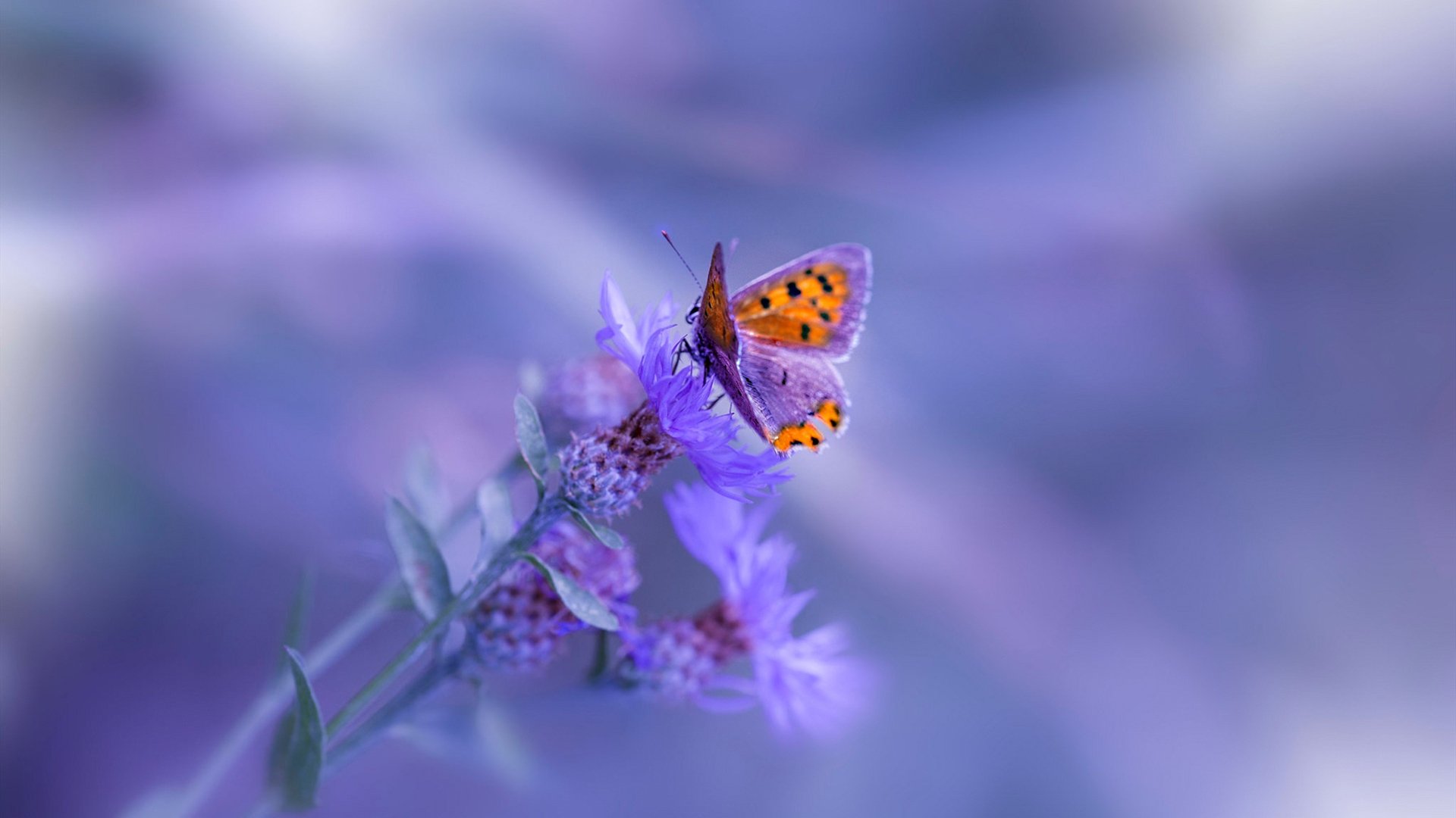 杜兰特和布克组合的上限有多高,bklyn杜兰特