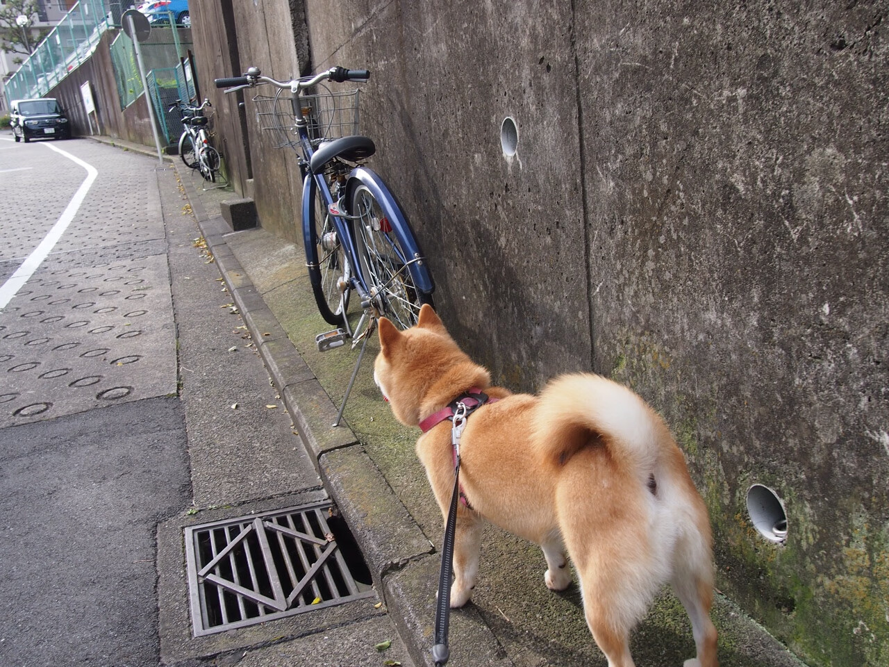 湖人中锋恢复状态出战 精彩表现令人期待，湖人队中锋球员名单