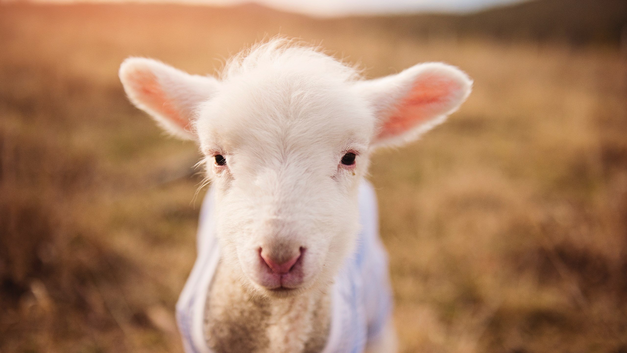 精心策划的战术在比赛中展现出明显效果,精心策划是褒义还是贬义