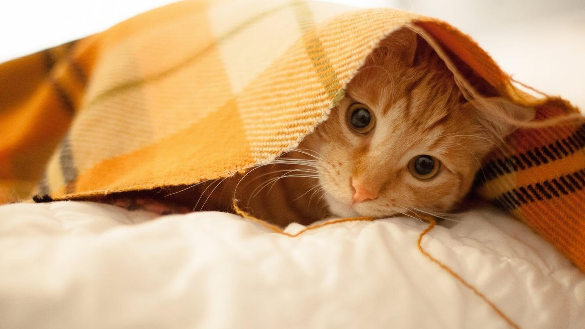 英格兰主场大战保加利亚，轻松取得胜利，英格兰对战