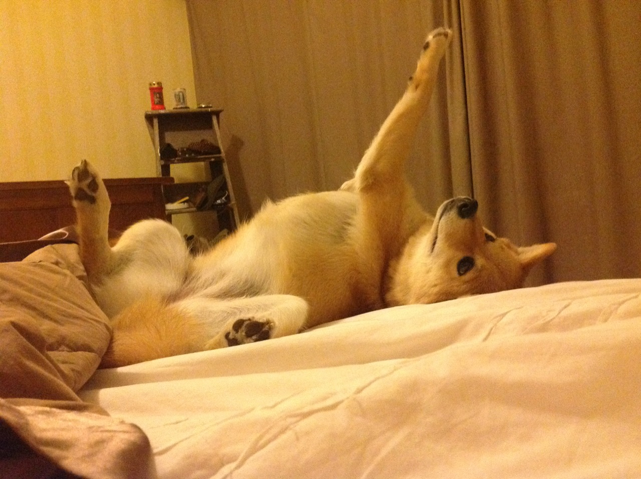 九游娱乐(jiuyou)官网-莫斯科火力全开，寻找欧洲冠军之路，莫斯科球队