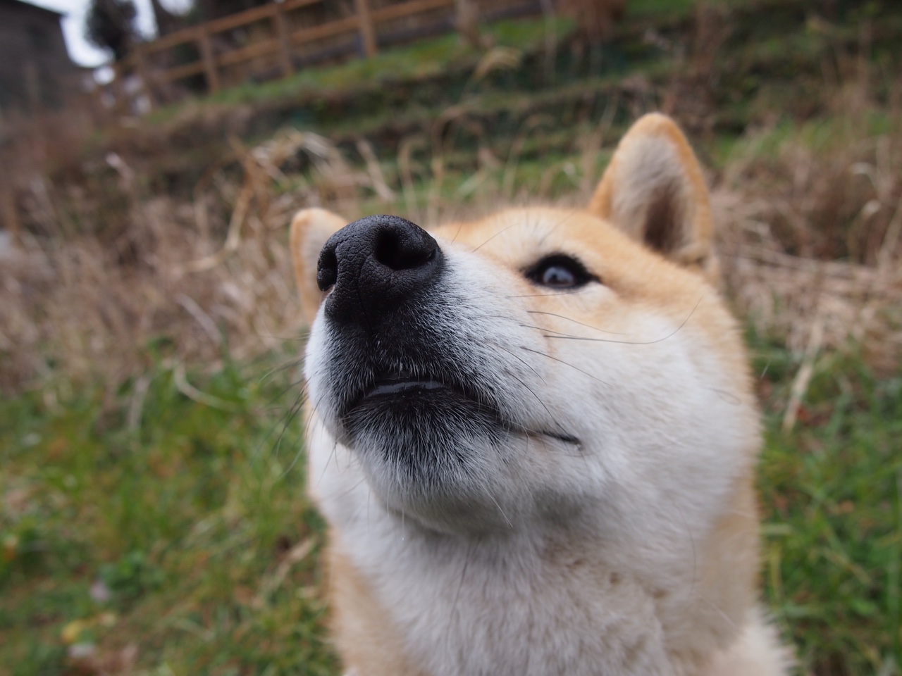 诺维奇击败阿森纳,提升实力巩固领先优势,诺维奇ds