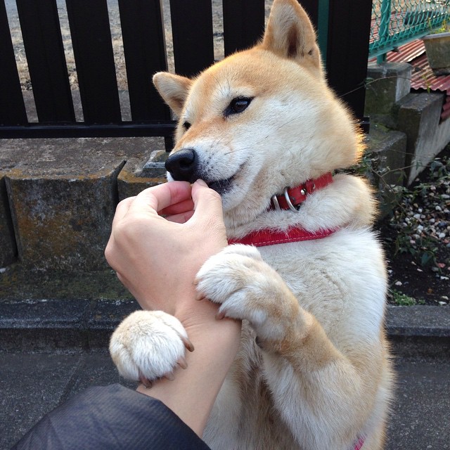 西甲裁判语义判罚辅助系统提升判罚公平性研究,足球裁判语言