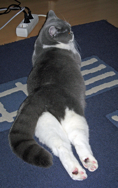 五大联赛保级球队如何在最后五轮逆袭,五大联赛升级球队