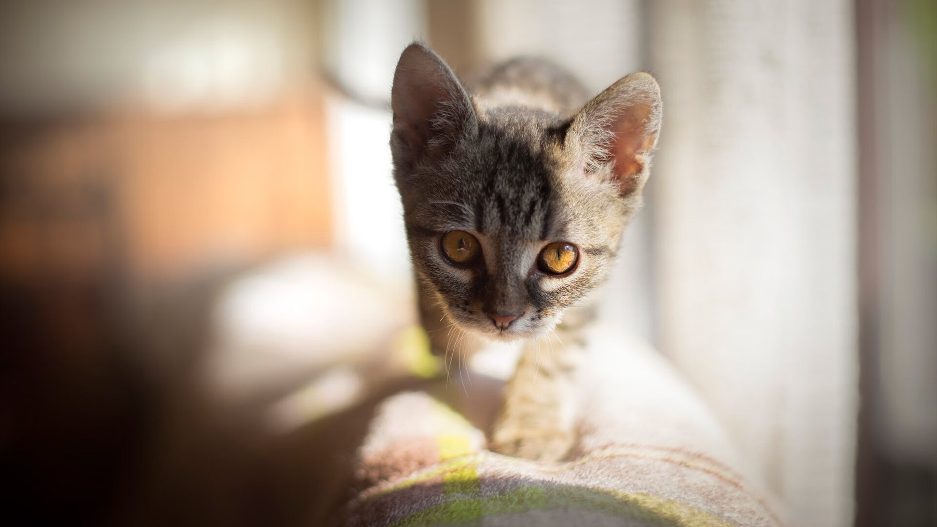 体育新闻中心启动体育元宇宙场景传播策略研究，体育的宇宙