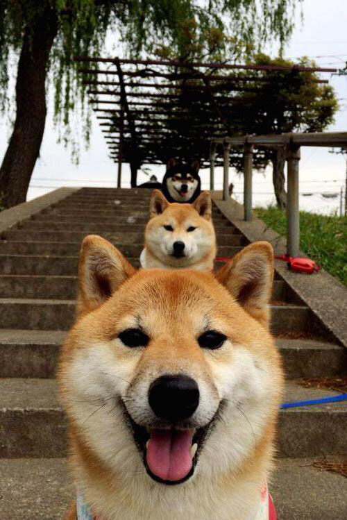 新加坡队赛制分析:团体赛制下的人员调配与技术创新,新加坡赛制实施细则