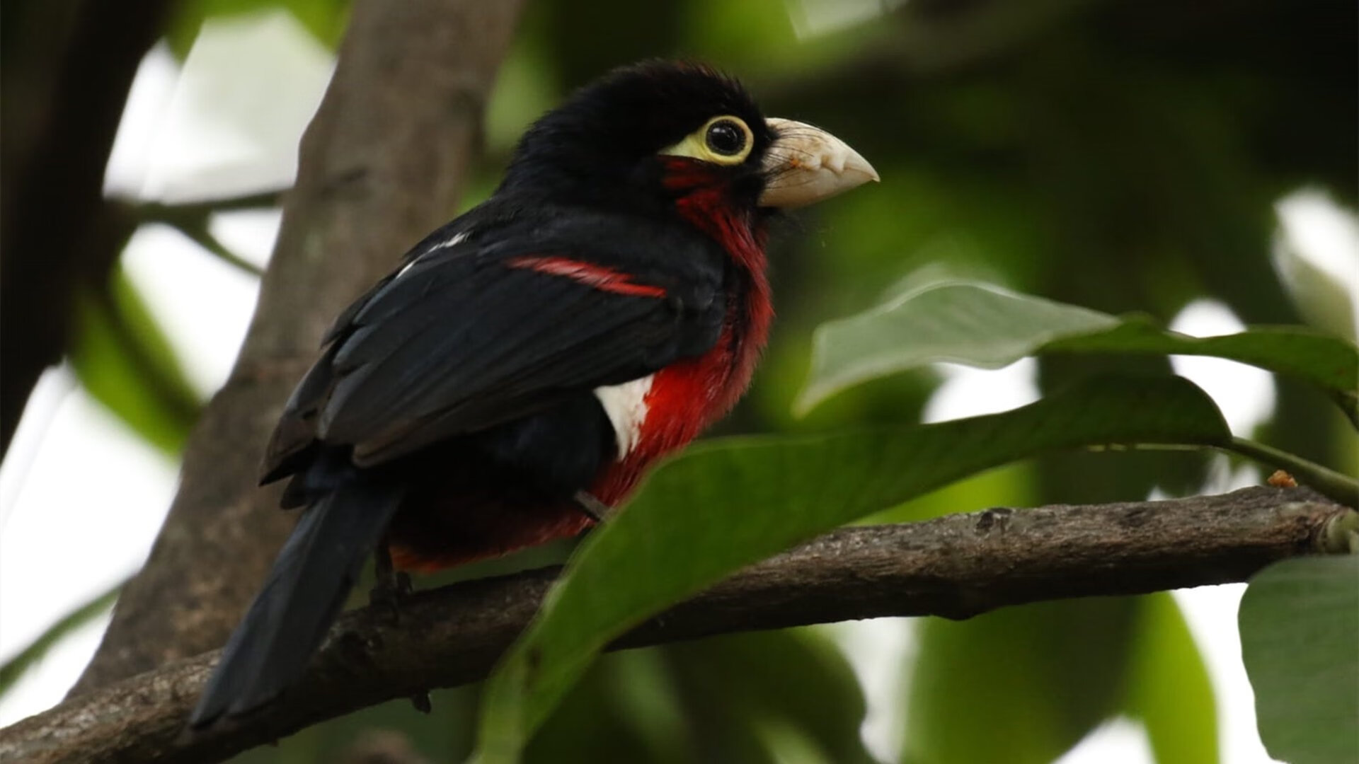 未来突破：Chinese Taipei团队如何向国际顶尖挑战，china taipei