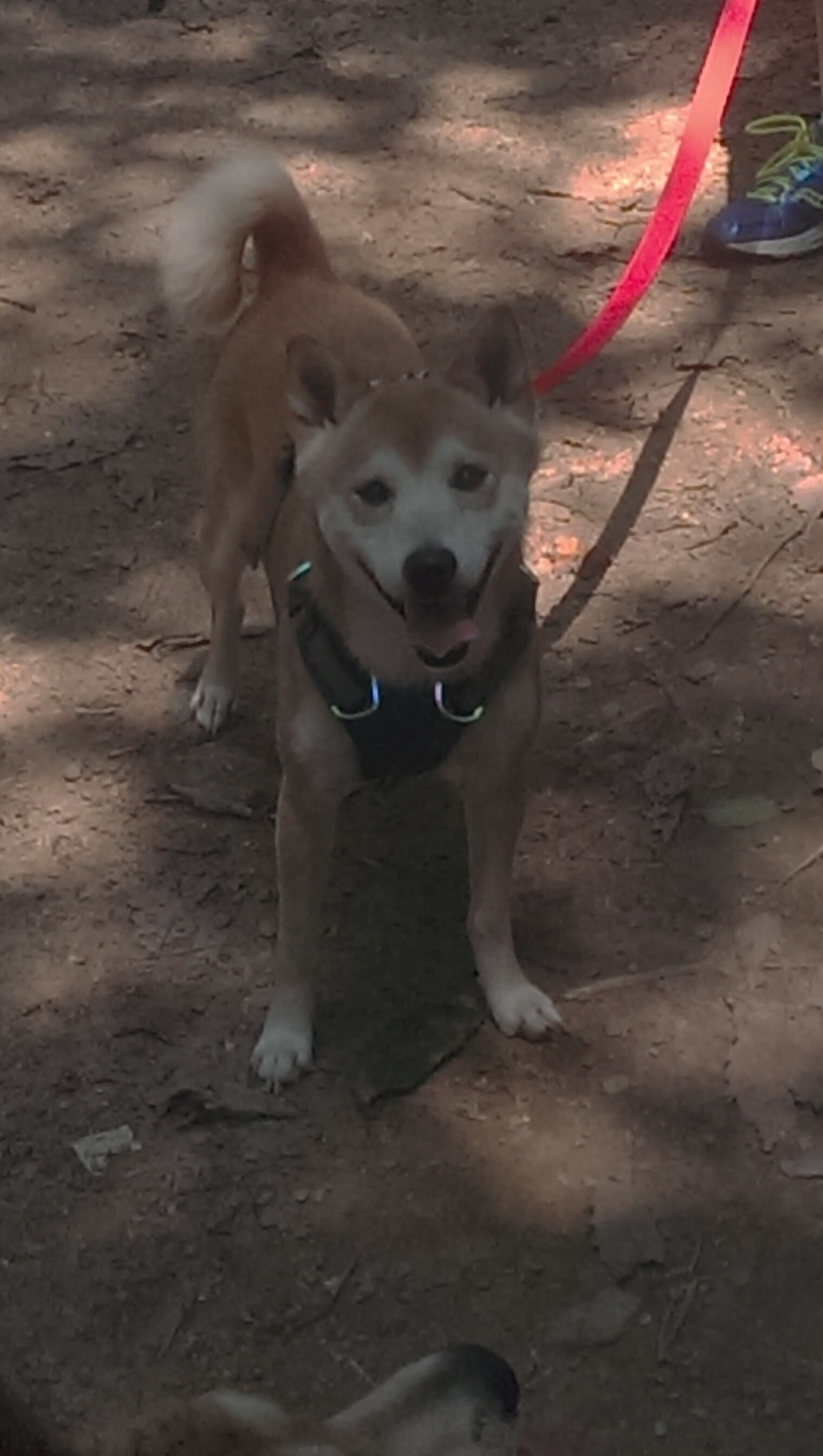 女子足球设立区域发展基金助力边远地区普及,国家女足基地